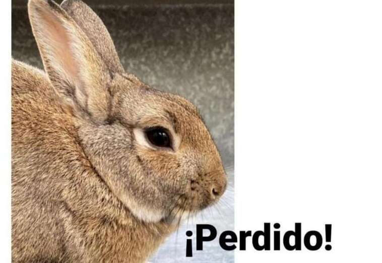 Imagen del conejo / TA